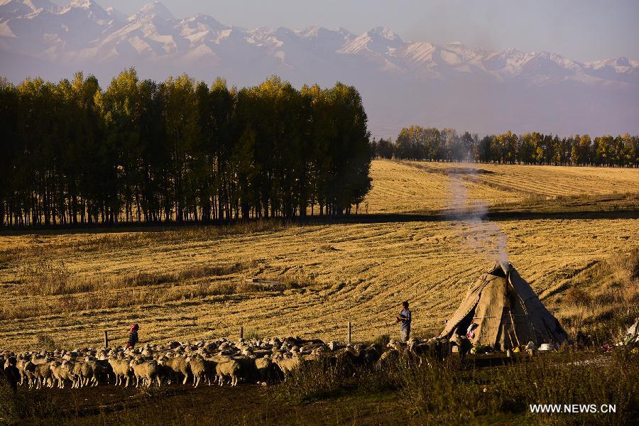 Herdsmen take care of their sheep on winter pastures at Zhaosu County in Kazak Autonomous Prefecture of Ili, northwest China's Xinjiang Uygur Autonomous Region, Oct. 7, 2015. Local herdsmen started to move their herds into winter pastures, as the weather grew cold. [Xinhua]