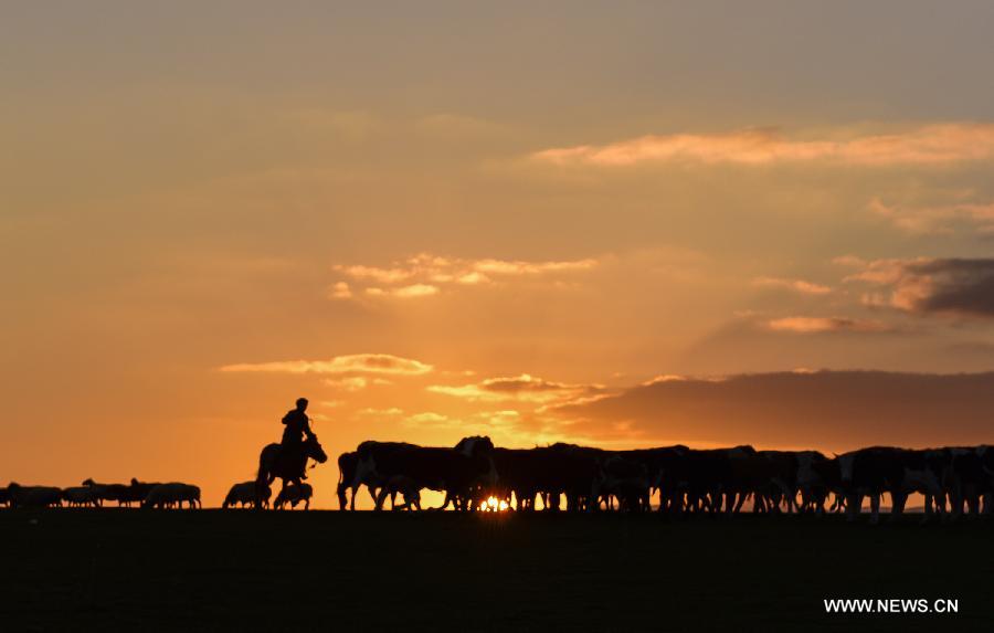 A herdsman transfers sheep and cows to winter pastures in Kazak Autonomous Prefecture of Ili, northwest China's Xinjiang Uygur Autonomous Region, Oct. 6, 2015. Local herdsmen started to move their herds into winter pastures, as the weather grew cold. [Xinhua]