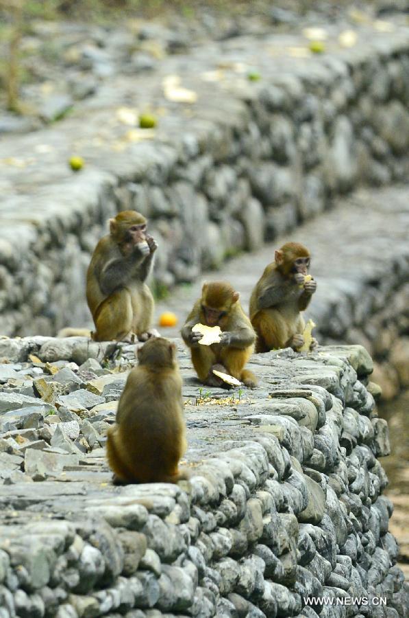 Wild macaques eat food at Fengkouba Village of Xuan'en County, central China's Hubei Province, Oct. 9, 2015. [Xinhua]