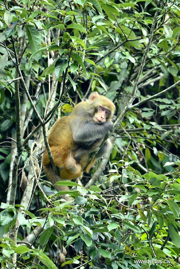 A wild macaque sleeps on a tree at Fengkouba Village of Xuan'en County, central China's Hubei Province, Oct. 9, 2015. [Xinhua]