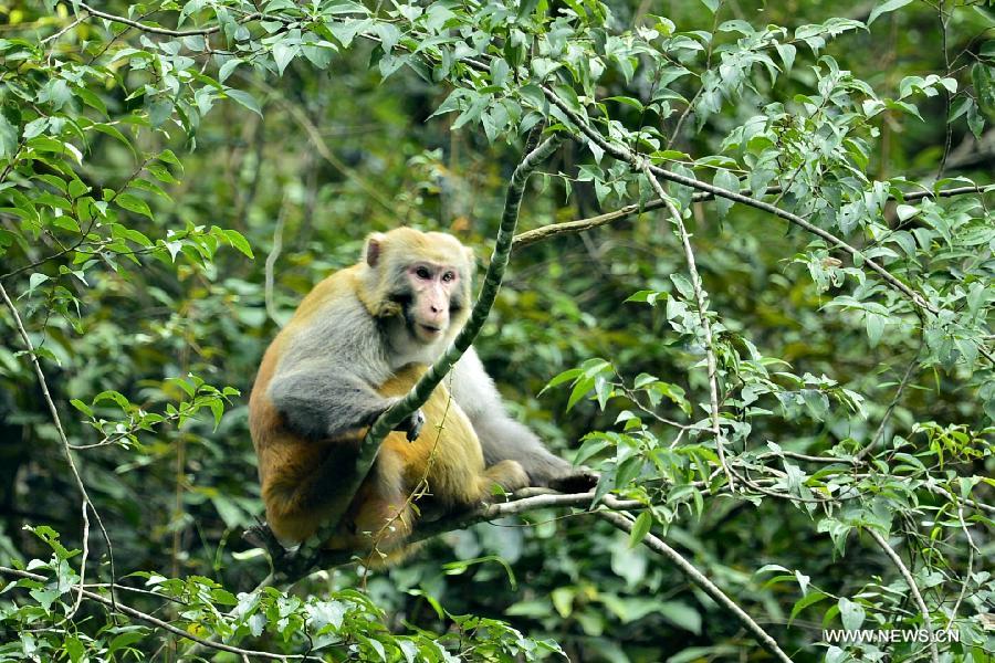 A wild macaque rests on a tree at Fengkouba Village of Xuan'en County, central China's Hubei Province, Oct. 9, 2015. [Xinhua]