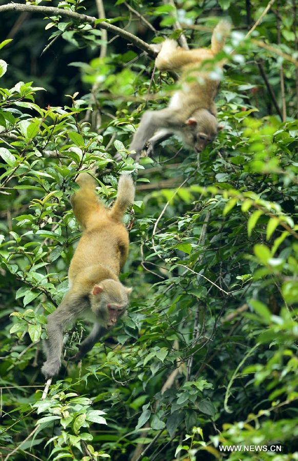 Wild macaques play on a tree at Fengkouba Village of Xuan'en County, central China's Hubei Province, Oct. 9, 2015. [Xinhua]