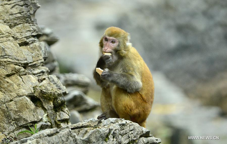 A wild macaque eats food at Fengkouba Village of Xuan'en County, central China's Hubei Province, Oct. 9, 2015. [Xinhua]