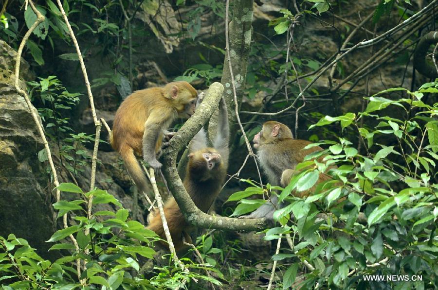 Wild macaques play on a tree at Fengkouba Village of Xuan'en County, central China's Hubei Province, Oct. 9, 2015. [Xinhua]