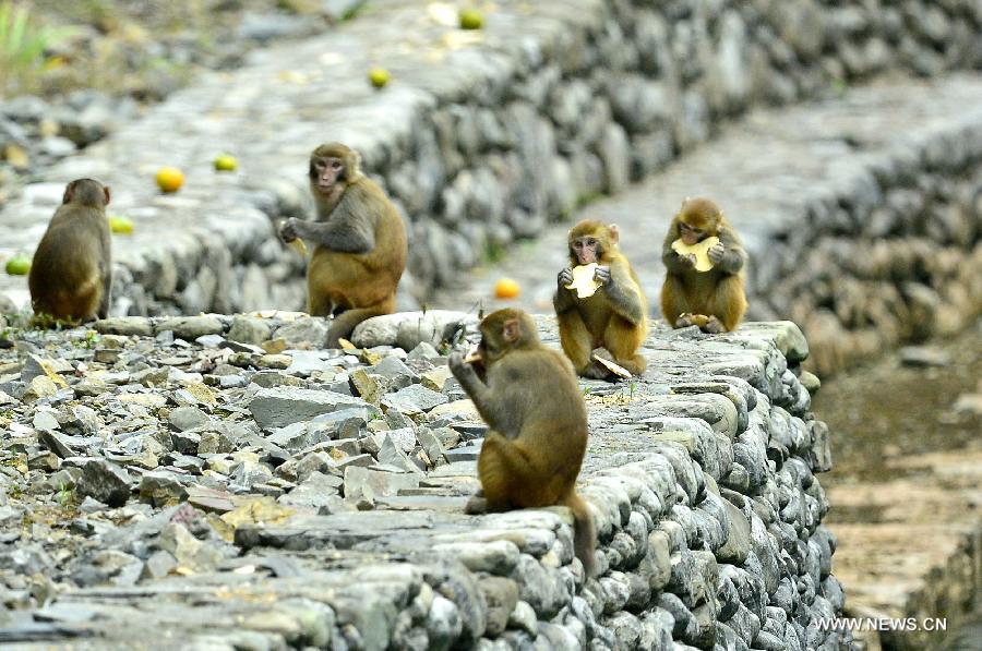 Wild macaques eat food at Fengkouba Village of Xuan'en County, central China's Hubei Province, Oct. 9, 2015. [Xinhua]