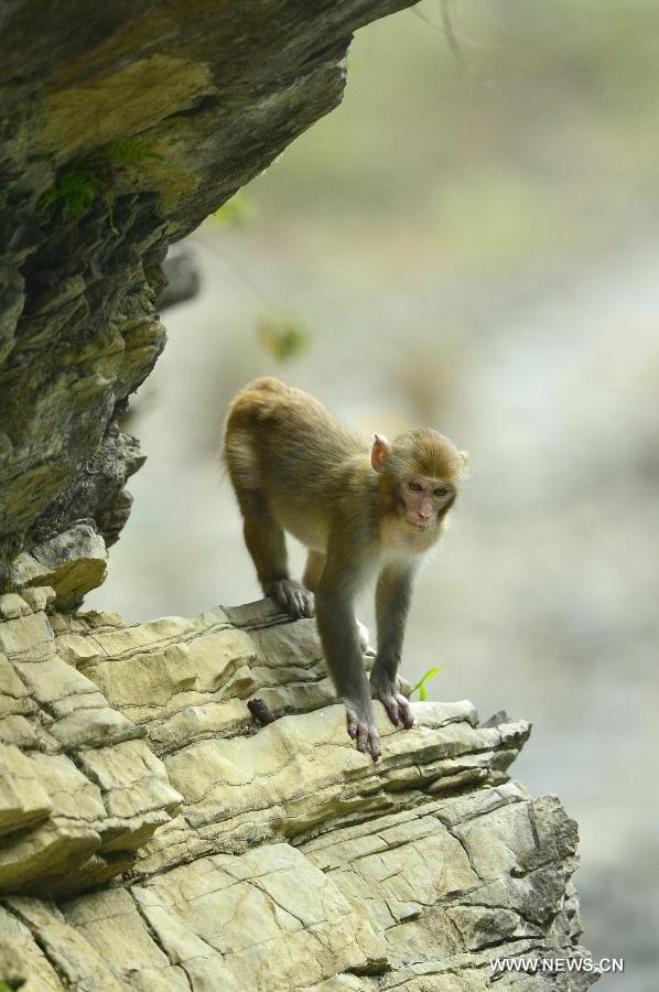 A wild macaque rests on the rock at Fengkouba Village of Xuan'en County, central China's Hubei Province, Oct. 9, 2015. [Xinhua]