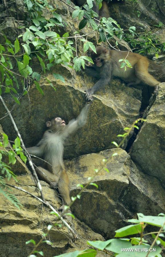 Wild macaques play on rocks at Fengkouba Village of Xuan'en County, central China's Hubei Province, Oct. 9, 2015. [Xinhua]