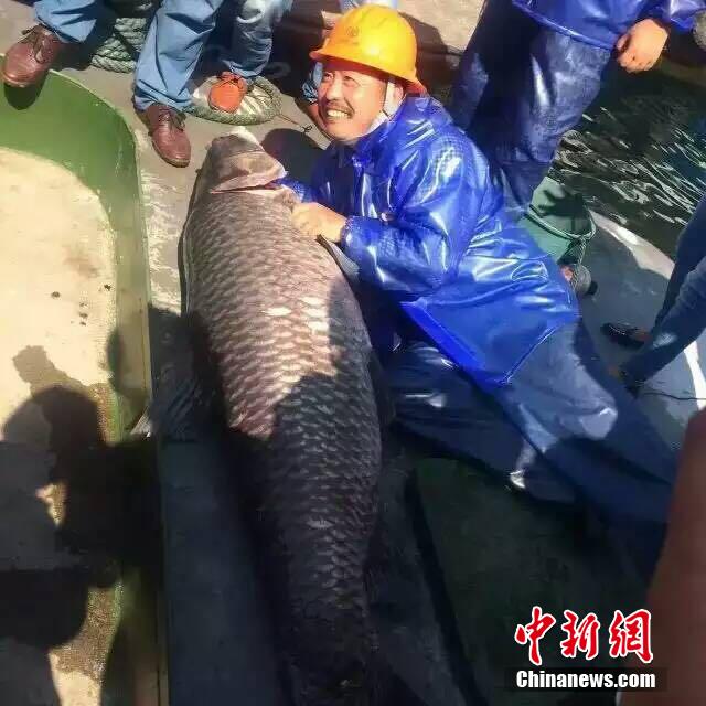 A fishman poses for a photo with the large carp, Oct 18, 2015. [Photo/Chinanews.com]