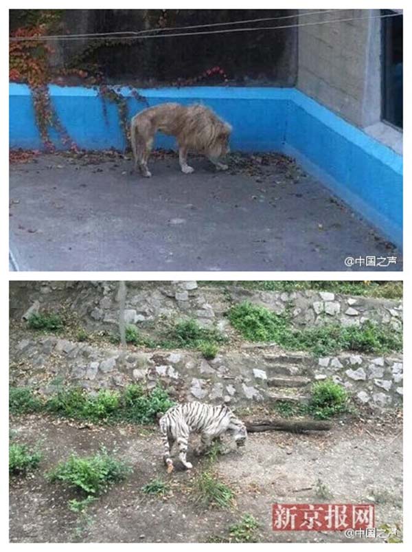 A thin tiger and lion at the Beijing Zoo [Photo/Beijing Times Sina Weibo]