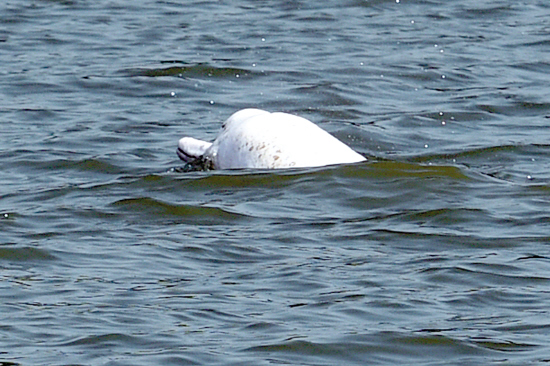 A Chinese white dolphin leaves its home in the Pearl River Estuary and swims upstream to the sprawling metropolis of Guangzhou. [Photo by He Ben/Yangcheng Evening News] 