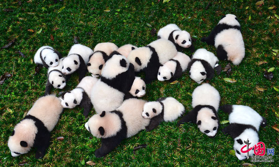 Panda Cubs On Display In Sichuan Cn
