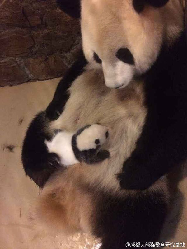 A set of photos show a giant panda mother feeding her baby with great maternal love, warming the hearts ofmany netizens on Oct. 27, 2015. [Photo/Weibo.com]