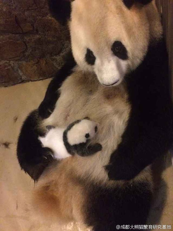 A set of photos show a giant panda mother feeding her baby with great maternal love, warming the hearts of many netizens on Oct. 27, 2015. [Photo/Weibo.com]