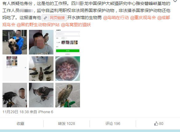 One of Huazai-Chasun's post on Weibo accused the Panda breeder of killing and selling protected birds. [Photo/Ecns.cn]