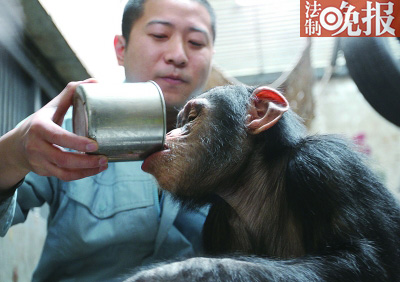 In Beijing Zoo, a feeder feeds the gorilla with traditional Chinese medicine soup that can prevent colds on Nov. 30.(Photo/Legal Evening News)