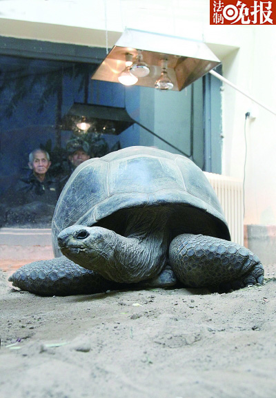 An elephant tortoise from Seychelles lies under a bath heater, enjoying the warmth.(Photo/Legal Evening News) 