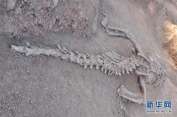 180-mln-year dinosaur fossils excavated in Yunnan 