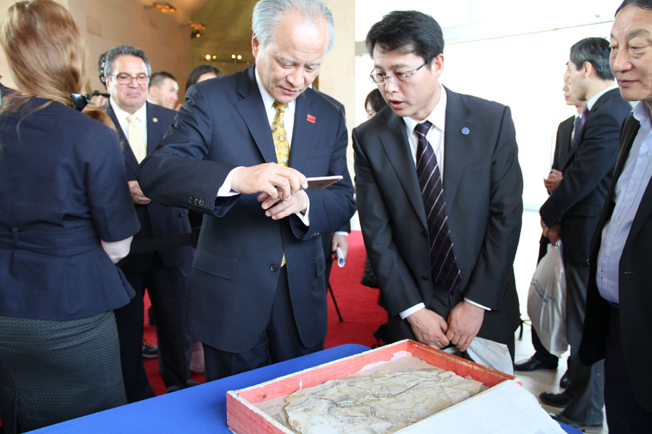 Chinese Ambassador to the U.S. Cui Tiankai taking a closer look at the microraptor fossil at the Chinese Embassy to the U.S. in Washington D.C. on Thursday, December 10, 2015. [Photo: CRIENGLISH.com]