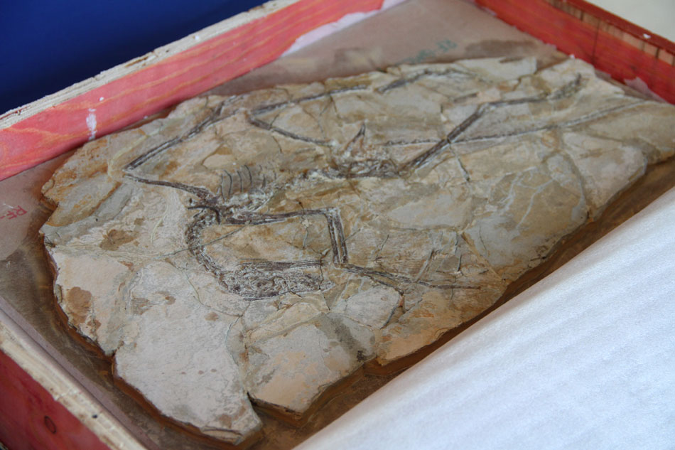 A microraptor fossil estimated to be approximately 160 million years old on display at the repatriation ceremony at the Chinese Embassy to the U.S. in Washington D.C. on Thursday, December 10, 2015. [Photo: CRIENGLISH.com] 