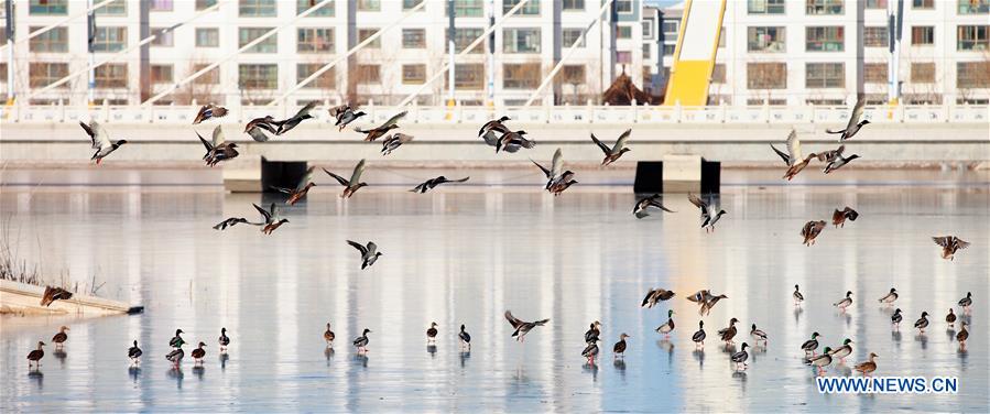 Birds fly above a pond in Yumen City, northwest China&apos;s Gansu Province, Dec. 18, 2015. Wetlands in the city witnessed the arrival of many migratory birds with the weather turning cold.