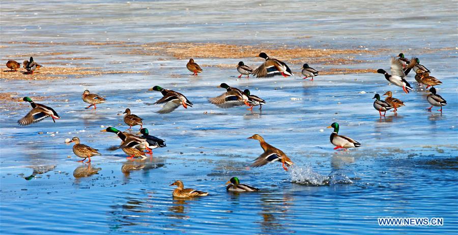 Birds fly above a pond in Yumen City, northwest China&apos;s Gansu Province, Dec. 18, 2015. Wetlands in the city witnessed the arrival of many migratory birds with the weather turning cold. 