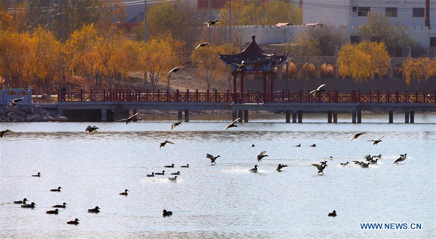 Birds fly above a pond in Yumen City, northwest China&apos;s Gansu Province, Dec. 18, 2015. Wetlands in the city witnessed the arrival of many migratory birds with the weather turning cold. 