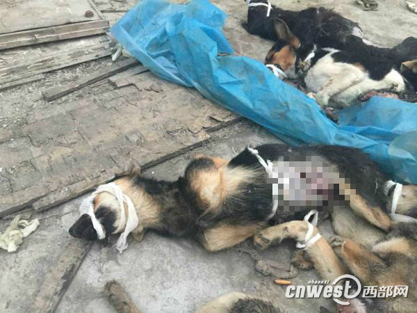 Photo shows a crowd of injured dogs, with their mouths being tied up by bandages, lying on the rooftop of a teaching building in Xi’an Medical University. [Photo: cnwest.com]