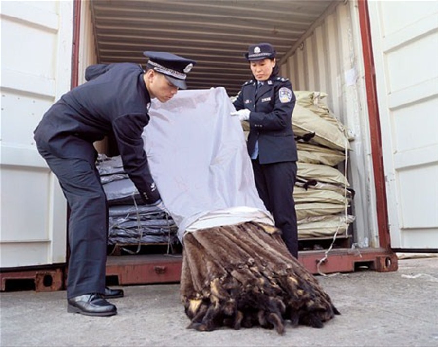 Customs officers empty a sack of marten furs yesterday that were part of a haul of 30 tons smuggled into Shanghai from Hong Kong.[Photo/China Daily]