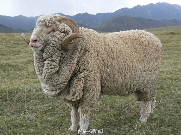 Merino