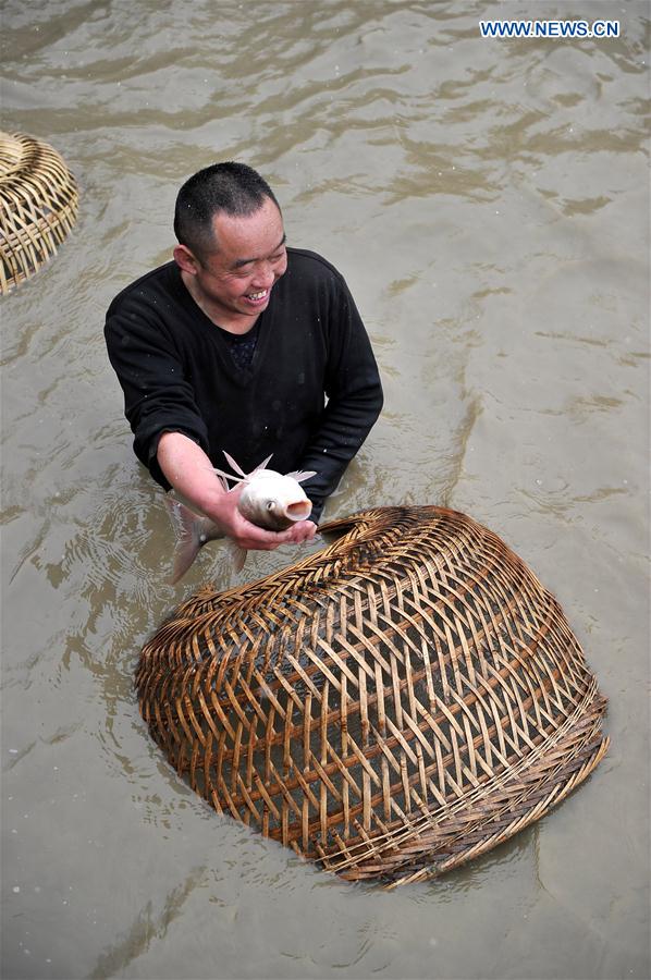 A villager catches fish at a pond in Shaziya Village, Zhangjiajie, central China's Hunan Province, Jan. 13, 2016. Local villagers held a campaign of catching fish with chicken coops on Wednesday, which is a traditional blessing activity for a harvest year. [Xinhua]