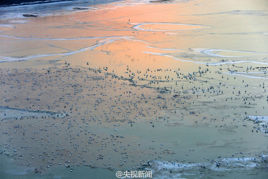 近日，受极寒天气影响，黄河山西平陆段出现大面积结冰。从空中俯瞰，冰层犹如蜿蜒曲折的白色丝带浮于河面，夕阳照射，“白色精灵”点缀，宛如精美的印象山水画。[中央电视台新闻中心官方微博]