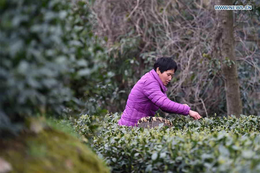 Tea growers busy picking up tea leaves