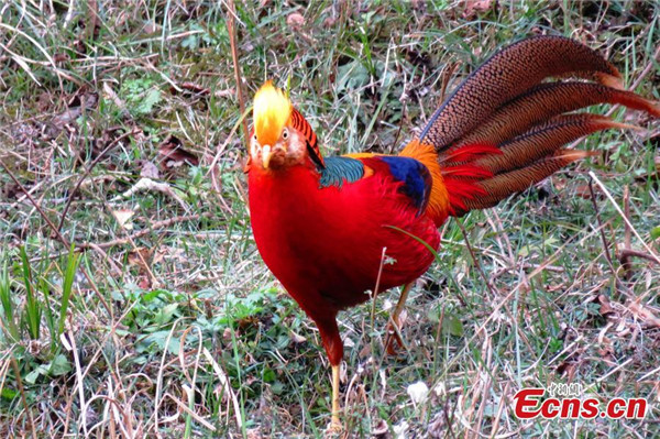 Golden pheasants spotted in central China 