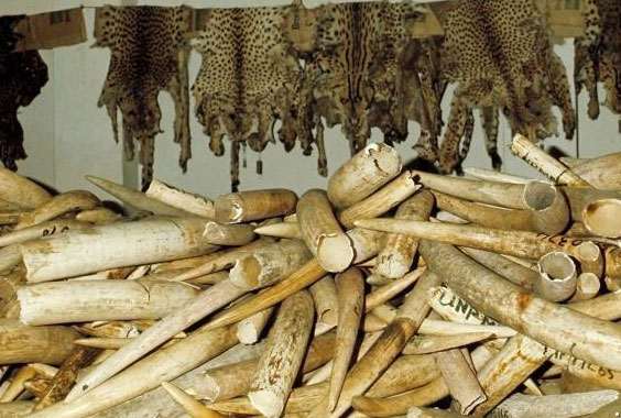 sentenced in Tanzania for smuggling ivory