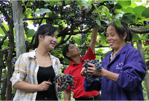 Zhang Xia (L) harvests grapes with local farmers in Zhongfang County of Huaihua City, Hunan Province during an inspection tour in 2012.