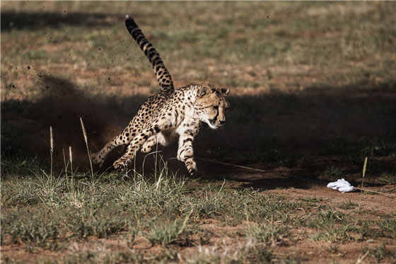 A captive cheetah performs a mock run to maintain its hunting instinct. [Photo/China Daily]