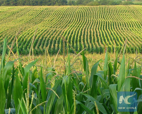 Corn is a C4 grass that thrives under warm, moist conditions. [Photo/Xinhua] 