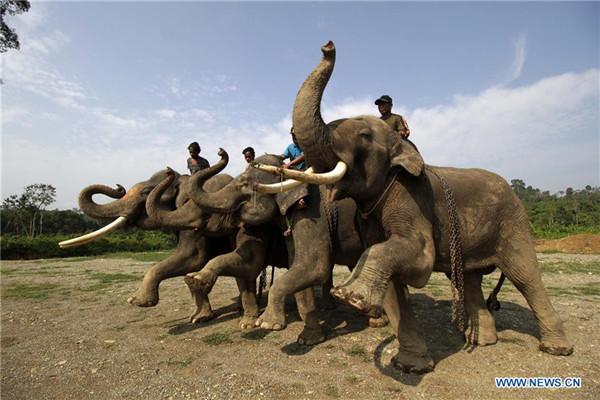 Sumatran elephants 'critically endangered' in Indonesia - China.org.cn