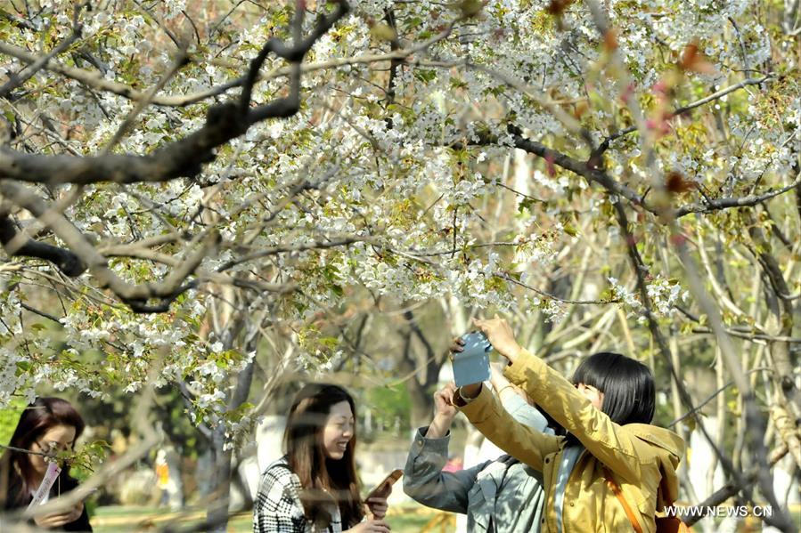Annual Cherry Blossom Festival Attracts Crowds In Jinan China Org Cn