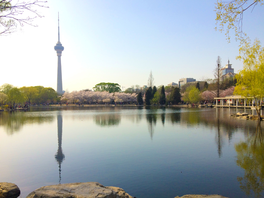 Beautiful spring scenery at Yuyuantan Park, Beijing. [Photo by Phoebe Wu/China.org.cn]