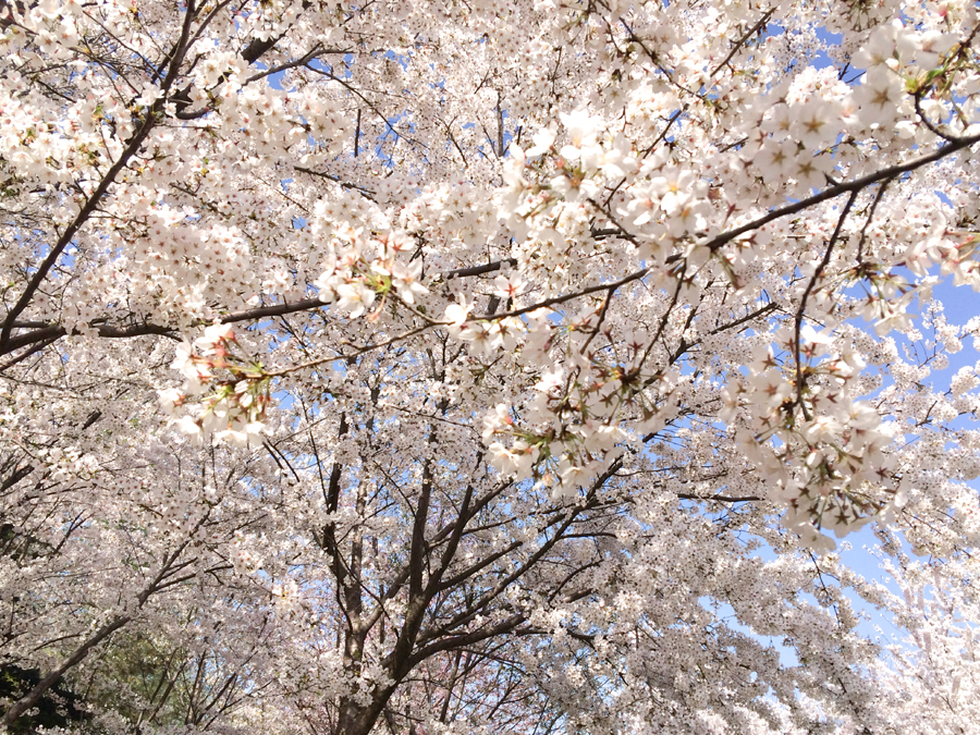 White cherry blossom, one of two varieties that can be found in the Yuyuantan Park, Beijing. [Photo by Phoebe Wu/China.org.cn]