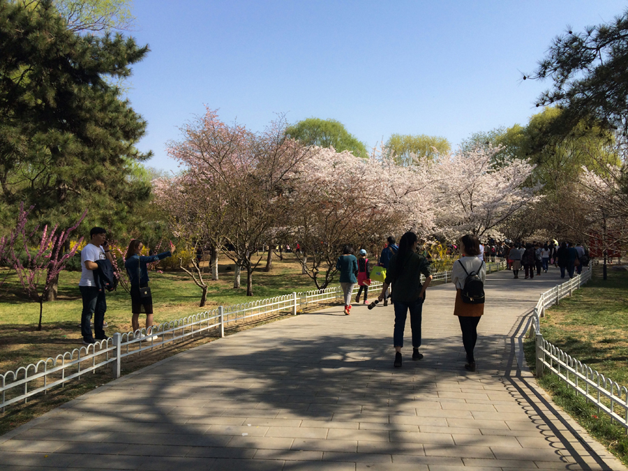 Visitors taking pictures and walking under the cherry trees at Yuyuantan Park, Beijing. [Photo by Phoebe Wu/China.org.cn] 