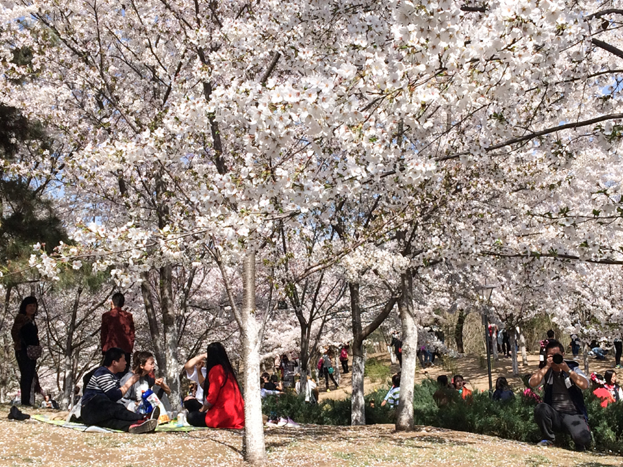 Cherry blossoms at Yuyuantan Park, Beijing. [Photo by Phoebe Wu/China.org.cn]