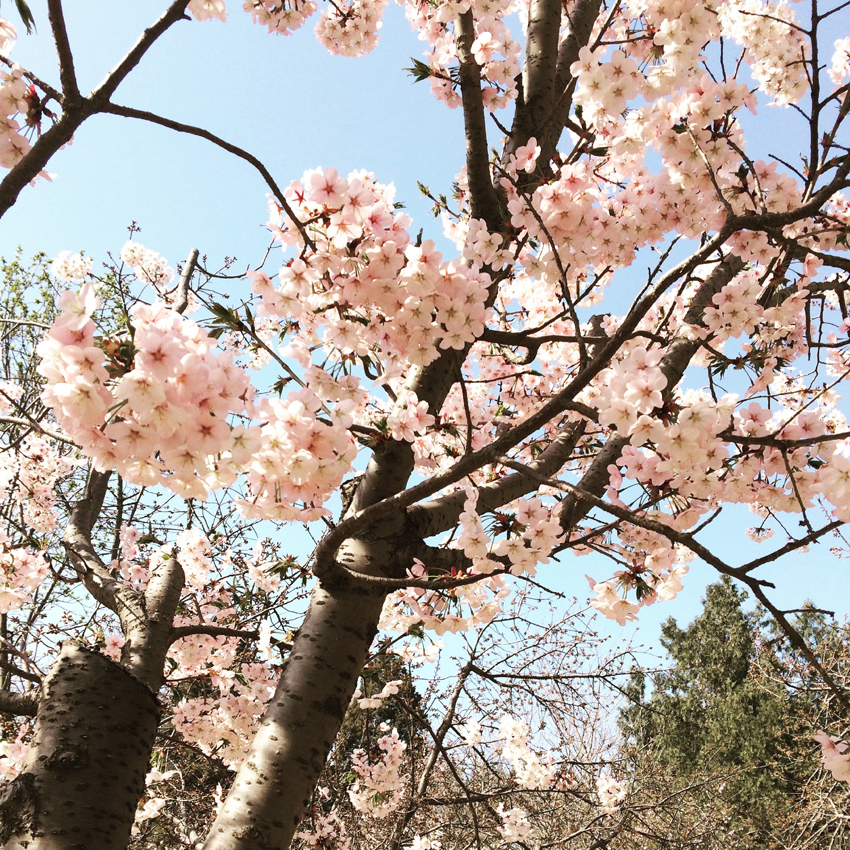 Cherry blossoms at Yuyuantan Park, Beijing. [Photo by Phoebe Wu/China.org.cn]