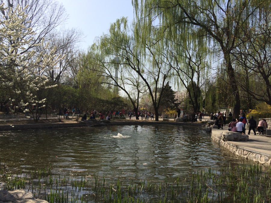 Beautiful spring scenery at Yuyuantan Park, Beijing. [Photo by Phoebe Wu/China.org.cn] 