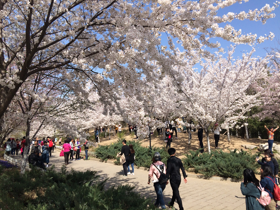 Cherry blossoms at Yuyuantan Park, Beijing. [Photo by Phoebe Wu/China.org.cn]