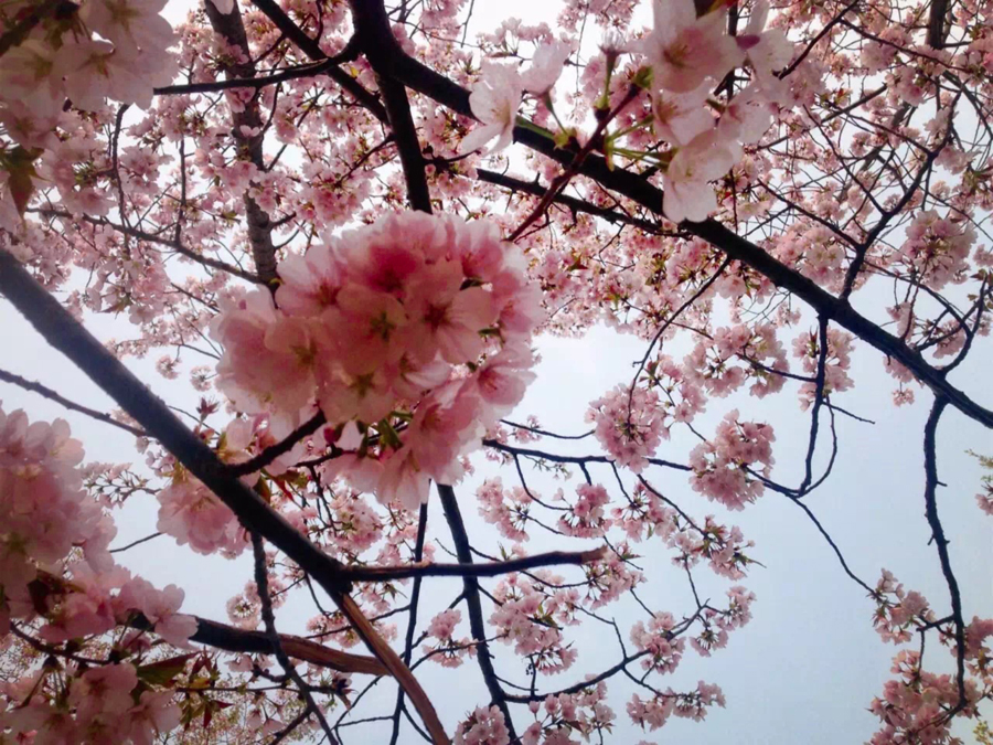 Pink cherry blossom, one of two varieties that can be found in the Yuyuantan Park, Beijing. [Photo by Phoebe Wu/China.org.cn]