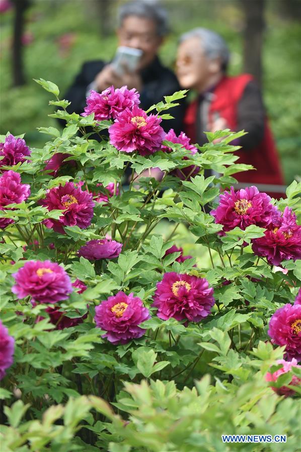 Peony Cultural Festival Opens In Central China Cn