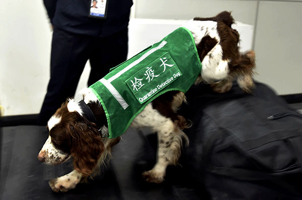 A sniffer dog checks luggage at Changle International Airport in Fuzhou, Fujian province, in March. [Photo/Xinhua]