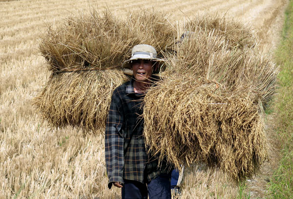 A farmer in Ben Tre province carries parched rice straw to feed cattle on Saturday. Vietnam has been struck by its worst drought in nearly a century and salinization of water is hitting farmers in the delta.[Photo/China Daily]